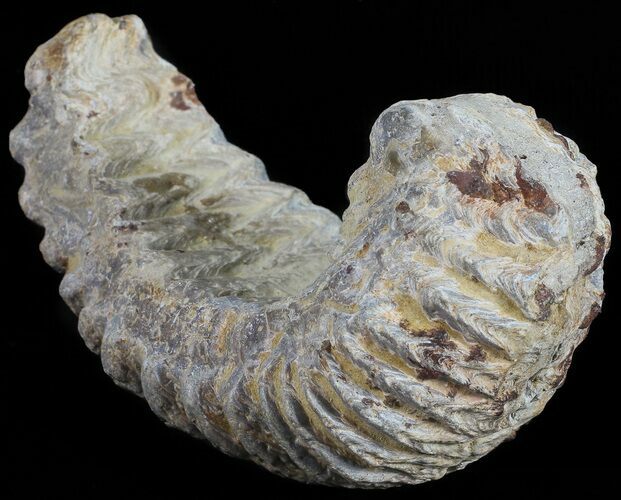 Cretaceous Fossil Oyster (Rastellum) - Madagascar #54447